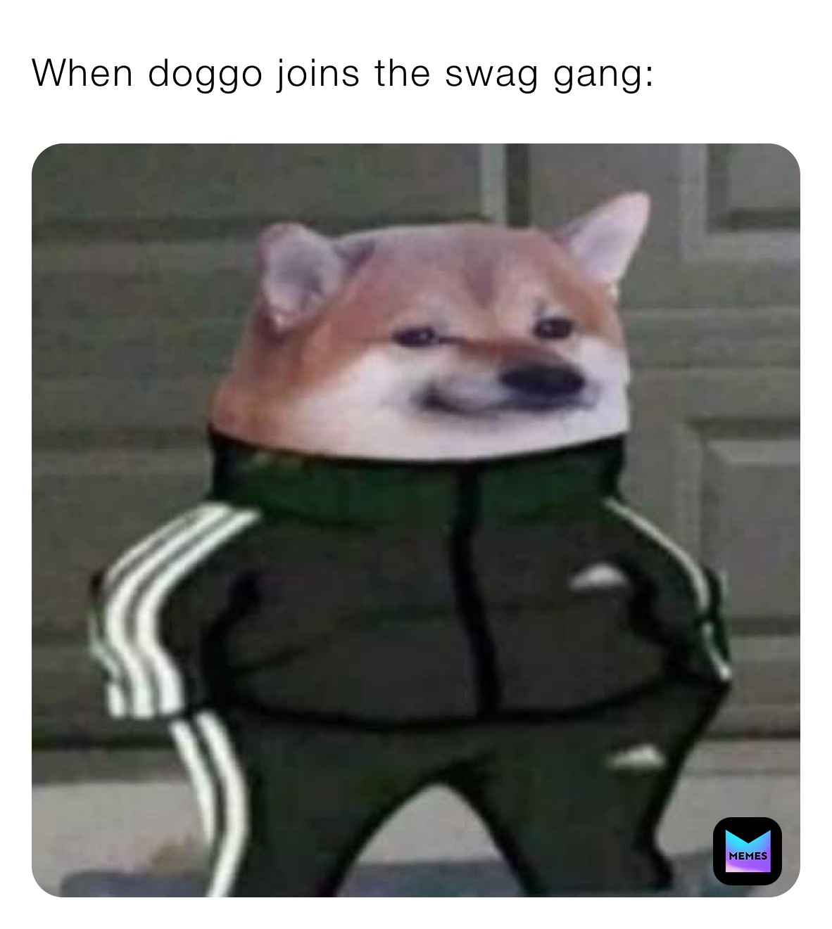 When doggo joins the swag gang: