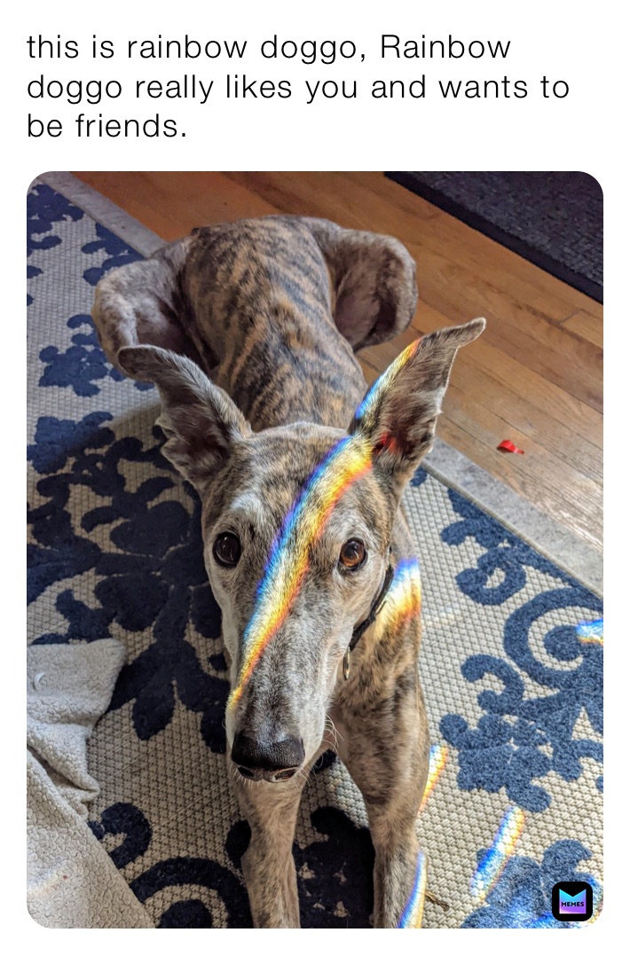 this is rainbow doggo, Rainbow doggo really likes you and wants to be friends.
