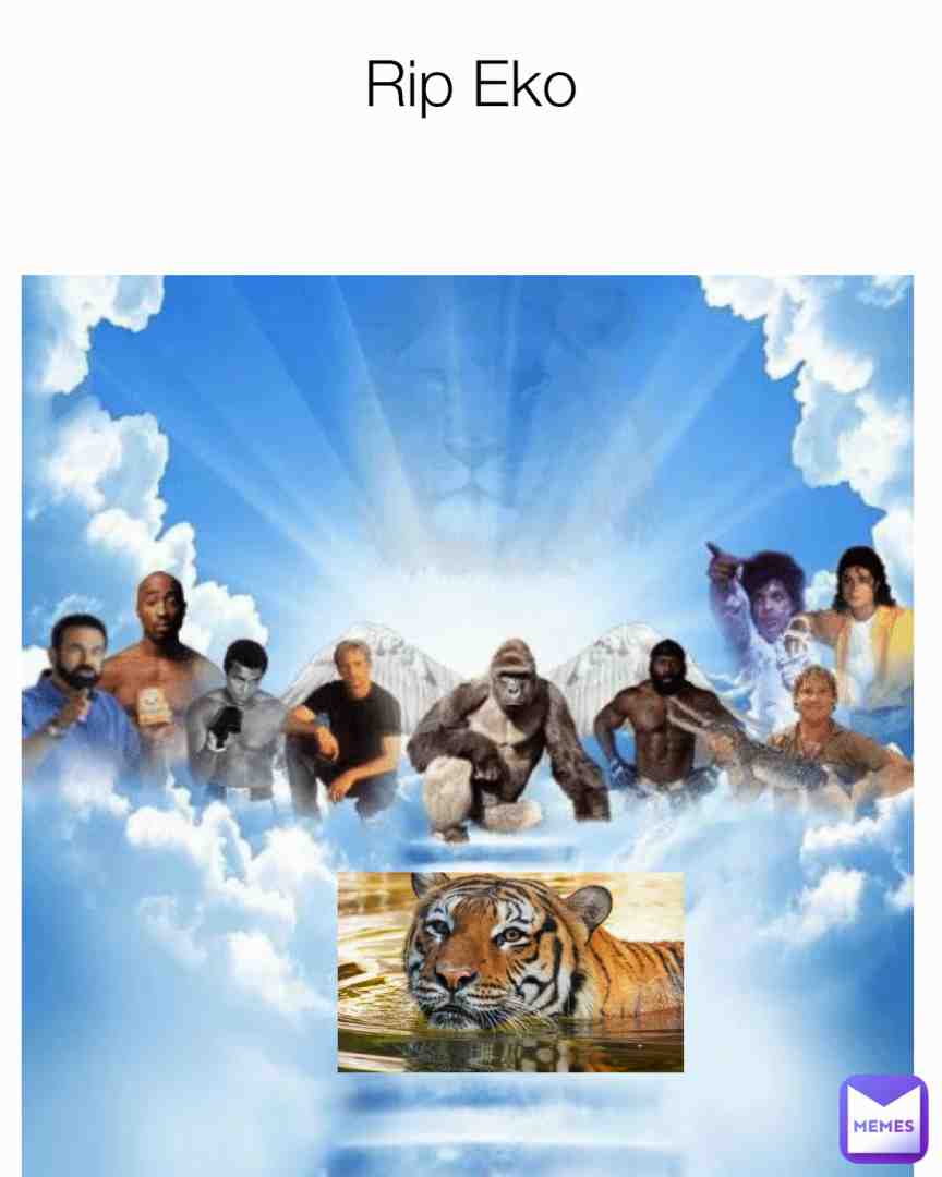 #eko #rip For those who dont know,eko was a malayan tiger at the naples zoo who was shot and killed after grabbing the arm of a cleaner reaching in the cage.Rip eko.