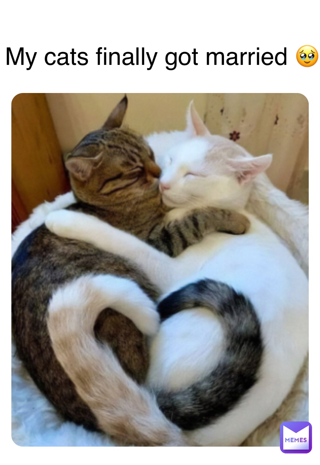 Double Tap To Edit My Cats Finally Got Married 🥹 | @Shellyy55Akee | Memes