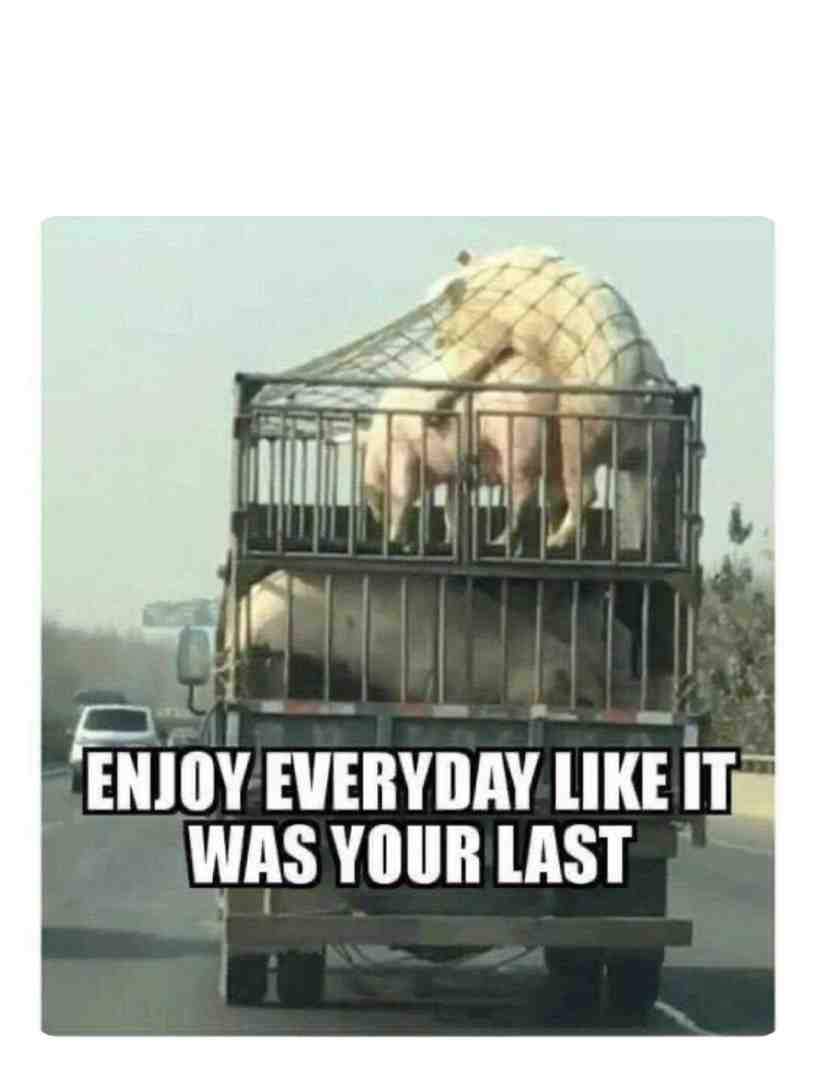 Meme shared by @BigPigga420
