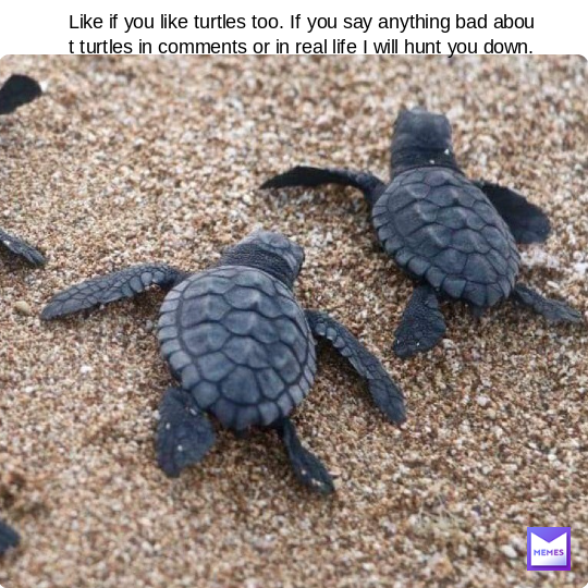 turtle memes