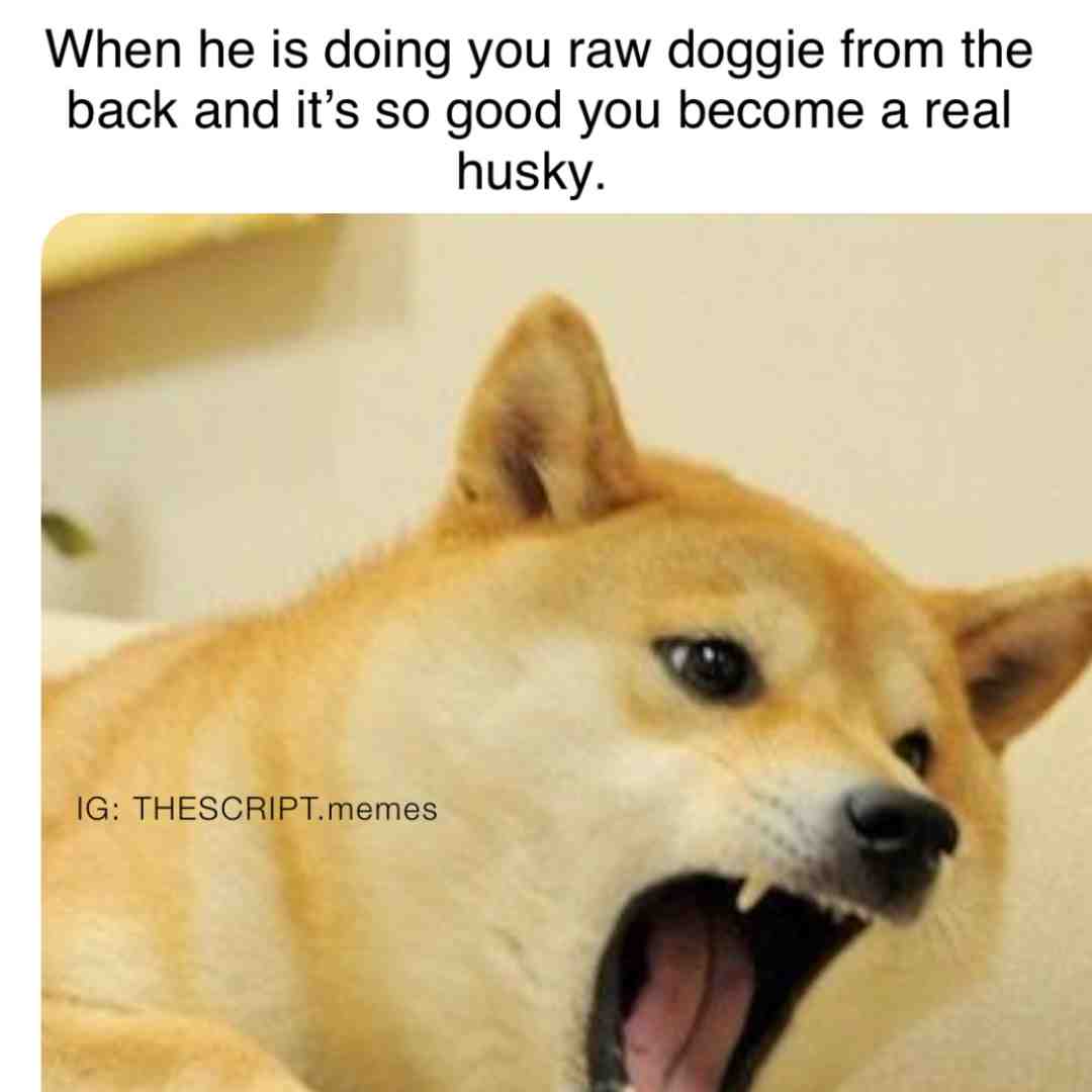 #dogmemes