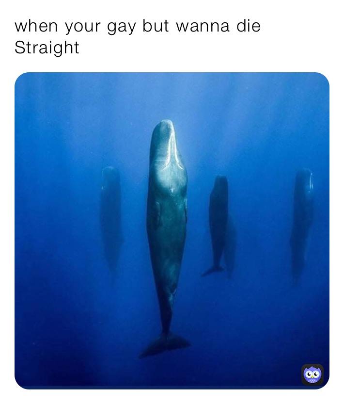 when your gay but wanna die Straight￼
