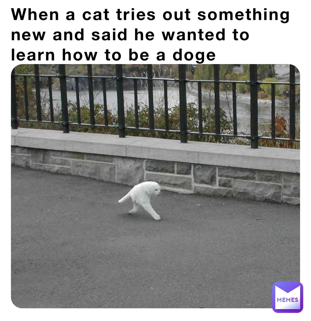 When a cat tries out something new and said he wanted to learn how to be a doge