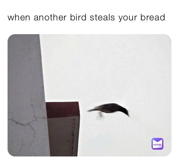 when another bird steals your bread