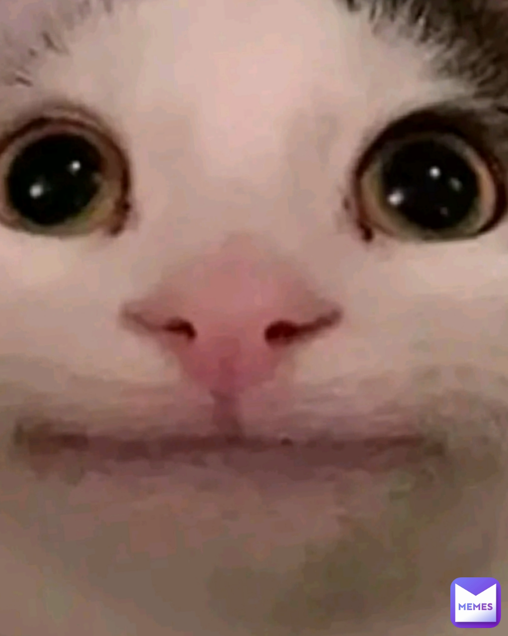 am a cat