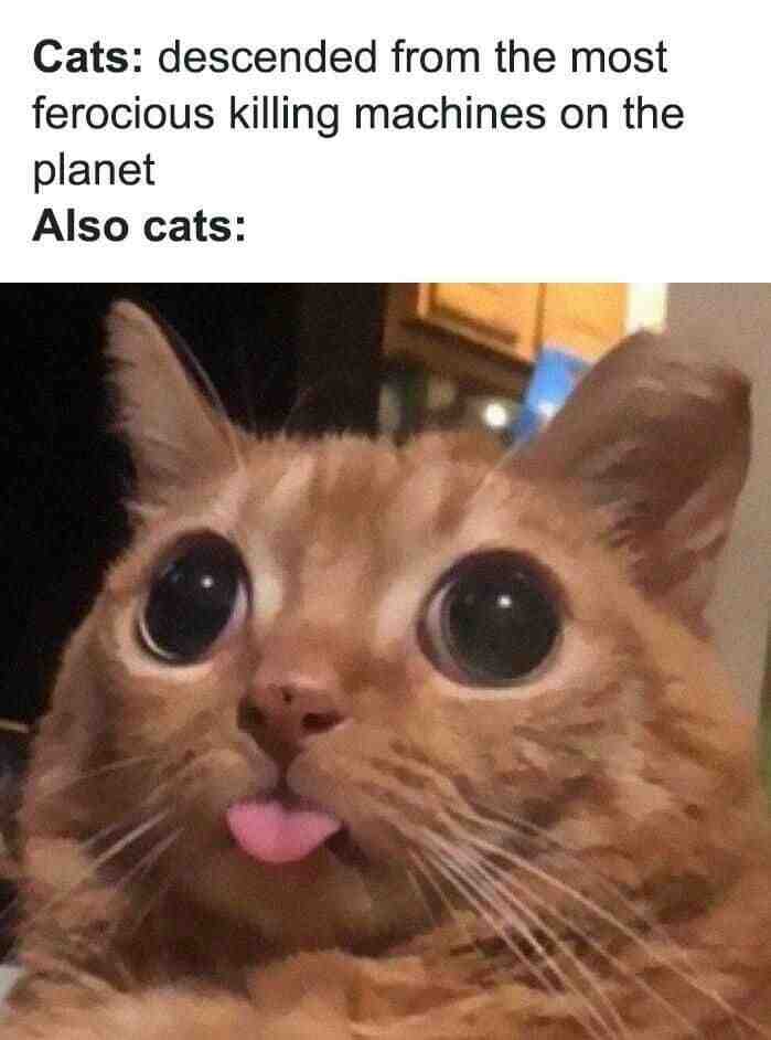 Meme shared by @spacecat_123