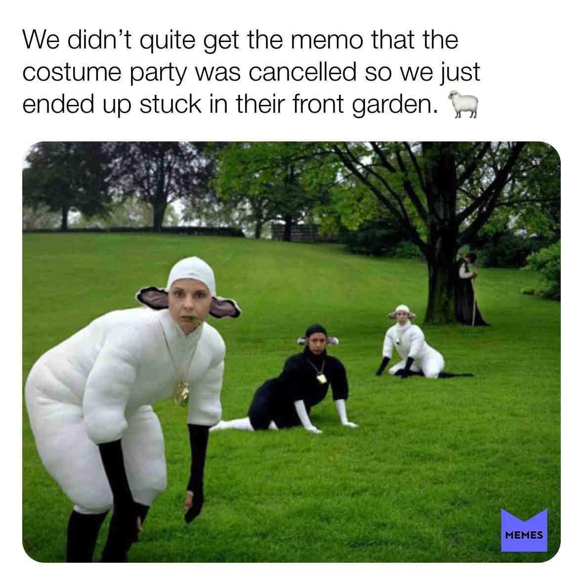 #sheep #cattle #grass #party #funny #cancelled #eating #field #garden #frontgarden