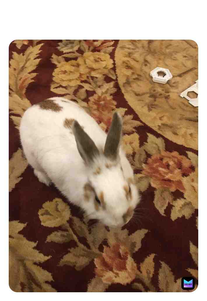 This is my bunny do you like her?
100 likes and I tell you her name