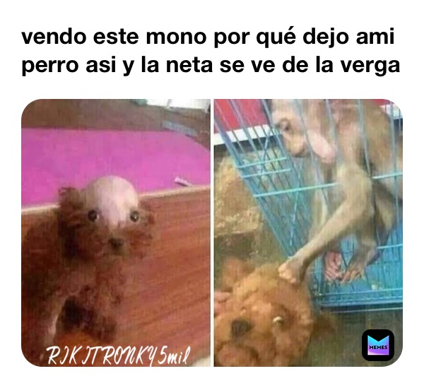 vendo este mono por qué dejo ami perro asi y la neta se ve de la verga