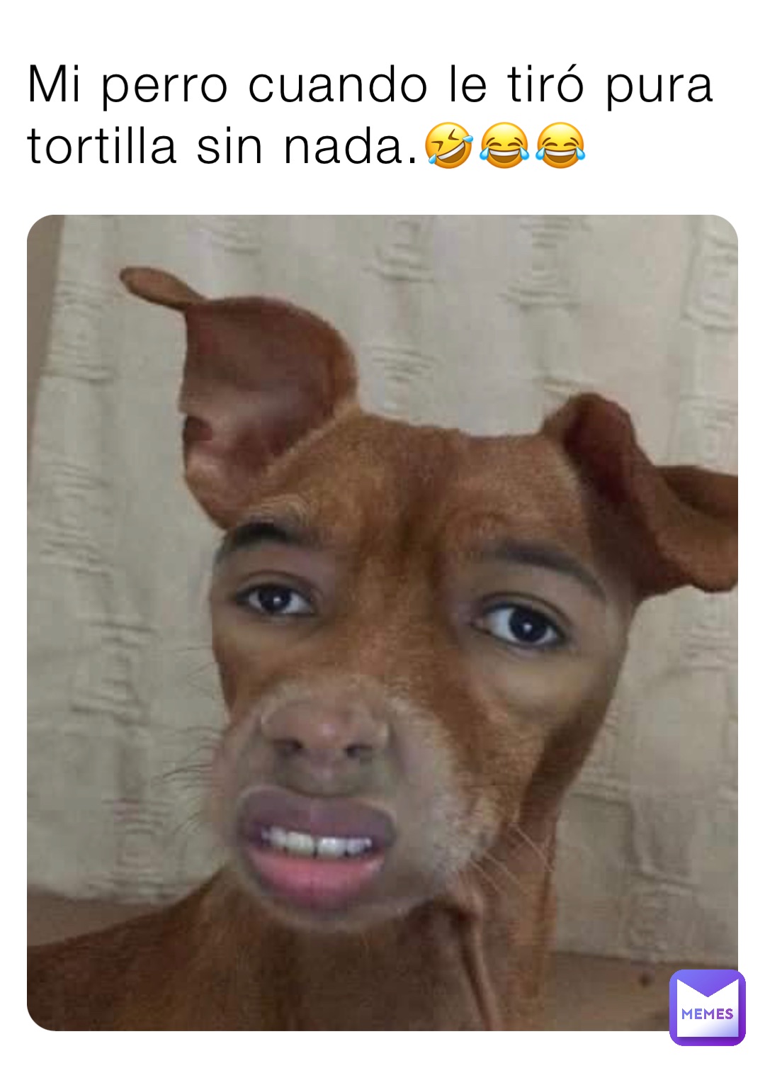Mi perro cuando le tiró pura tortilla sin nada.🤣😂😂