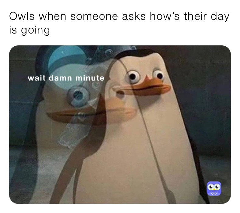 Owls when someone asks how’s their day is going 