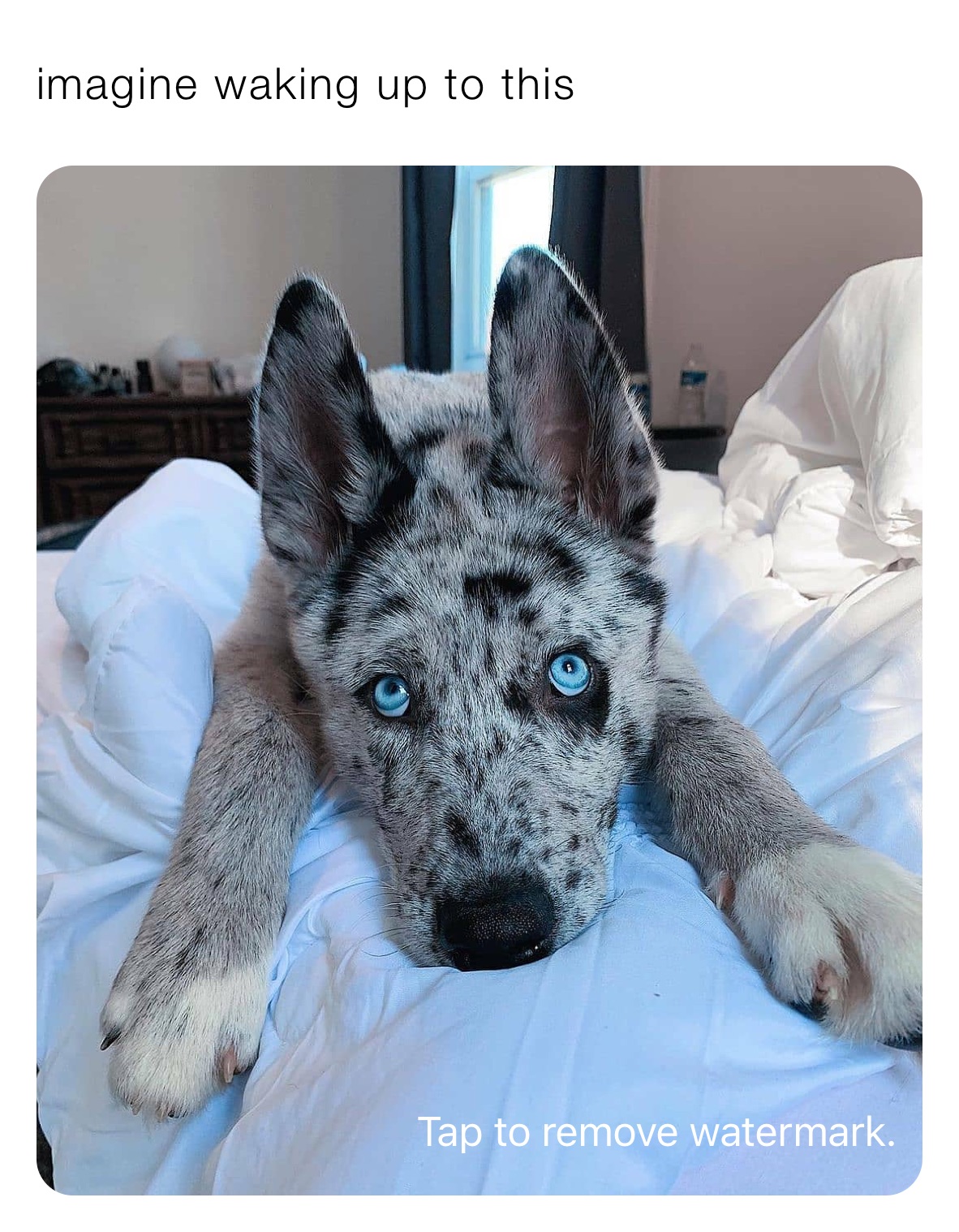 Meme by big_glizzy_man69