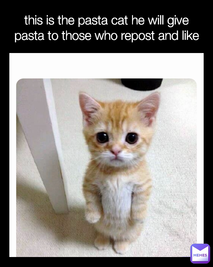 this is the pasta cat he will give pasta to those who repost and like