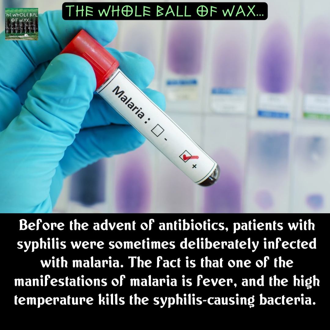 Double tap to edit Before the advent of antibiotics, patients with syphilis were sometimes deliberately infected with malaria. The fact is that one of the manifestations of malaria is fever, and the high temperature kills the syphilis-causing bacteria.