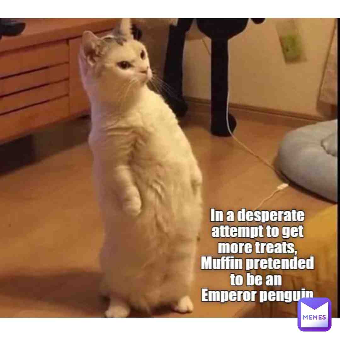 Meme shared by @okino_26.