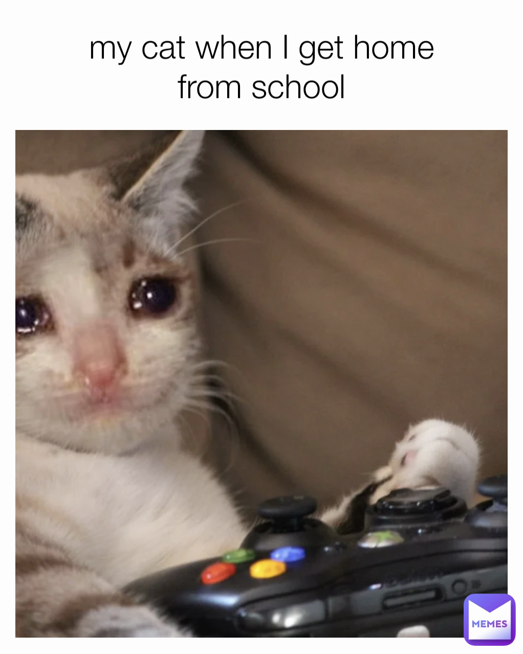 my cat when I get home from school