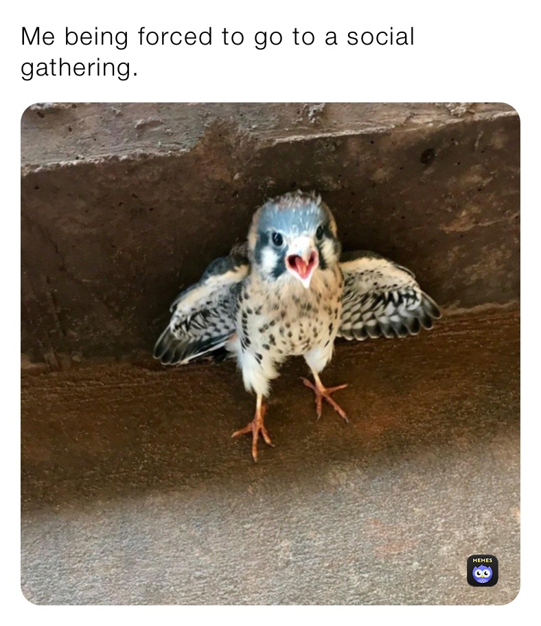 Me being forced to go to a social gathering.