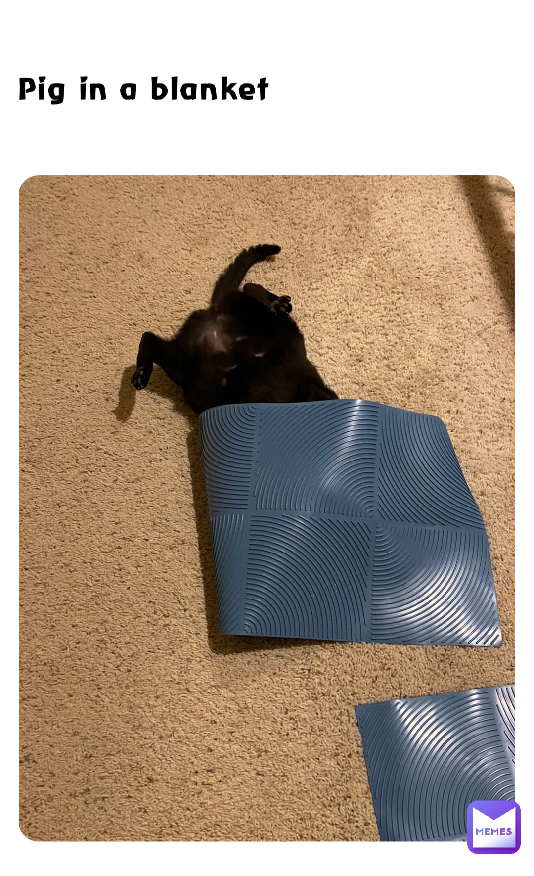 Pig in a blanket marktheshark472 Memes