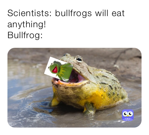 Scientists: bullfrogs will eat anything!
Bullfrog: