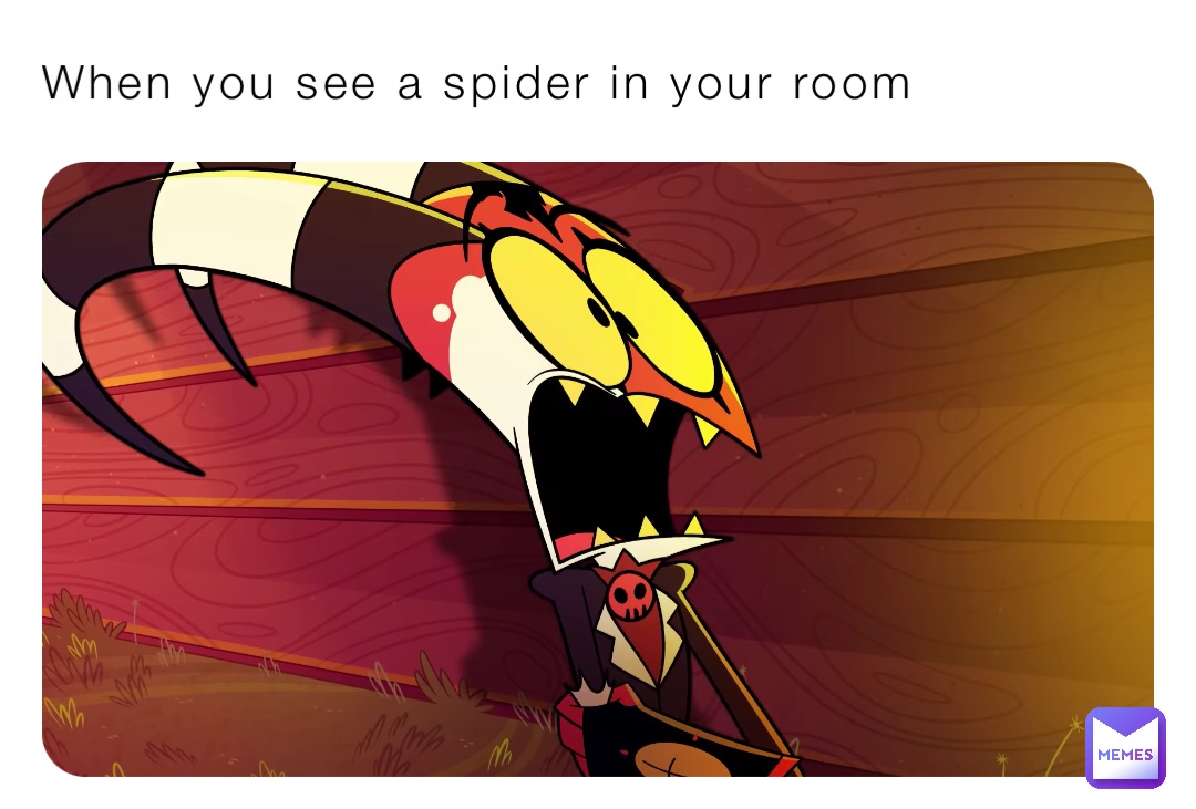 When you see a spider in your room