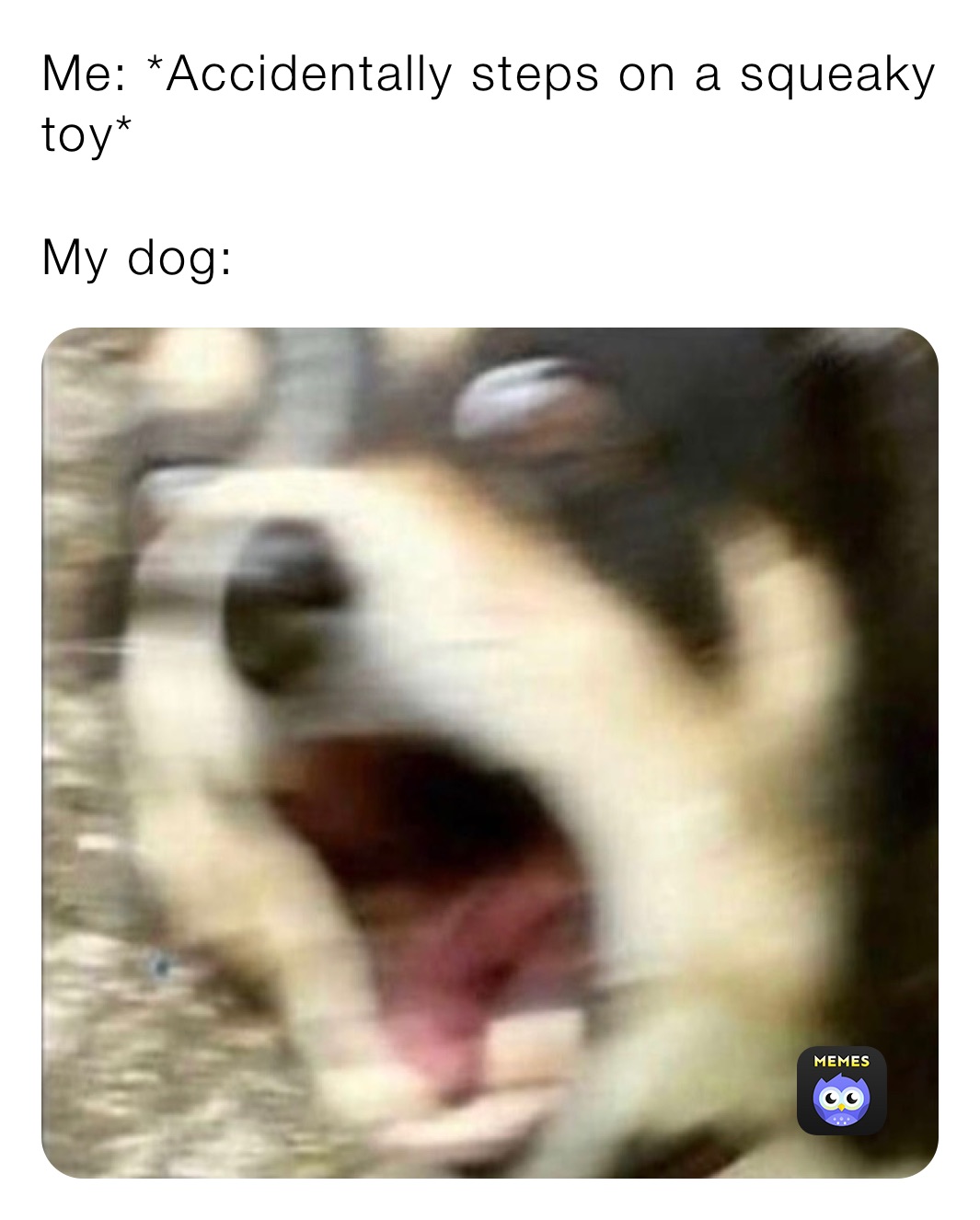 husky meme toy