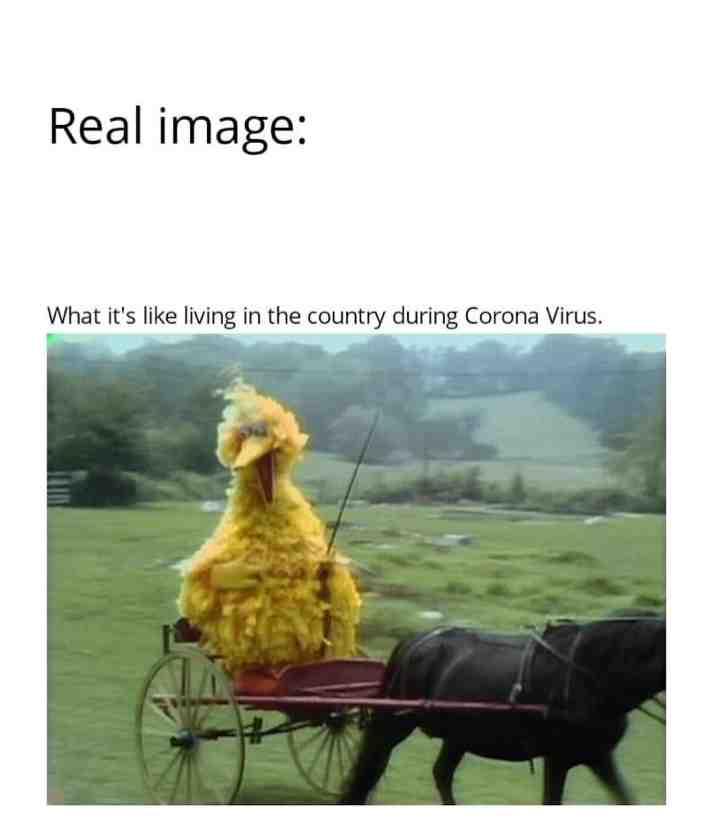 Please like & follow thanks! #Covid-19 #country #funny #happy #freedom #freshmemes