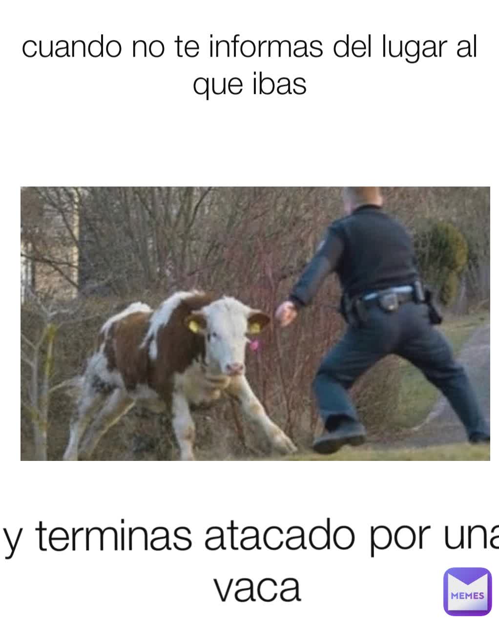 cuando no te informas del lugar al que ibas y terminas atacado por una vaca