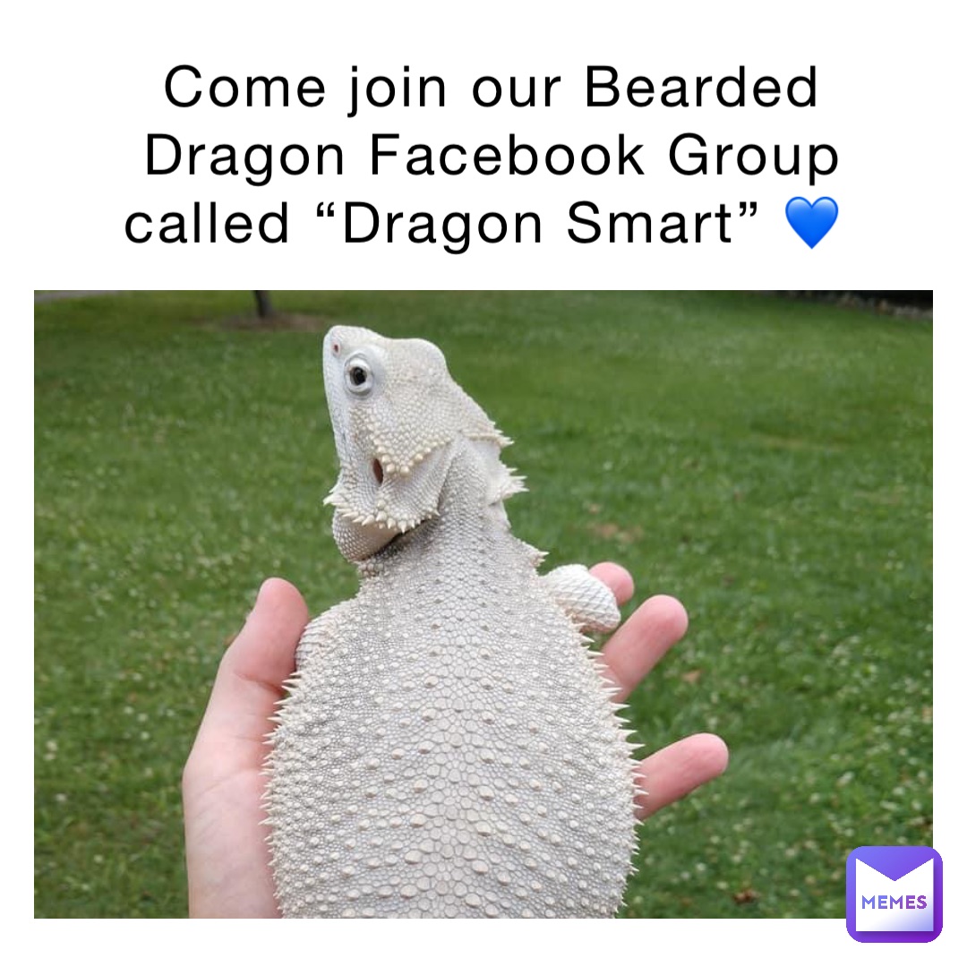 Come join our Bearded Dragon Facebook Group called “Dragon Smart” 💙