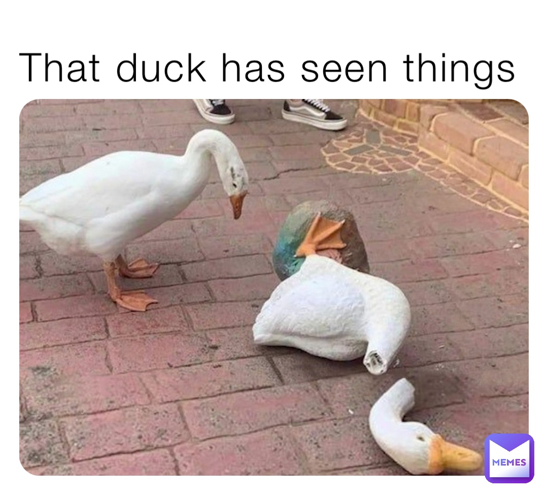 That duck has seen things