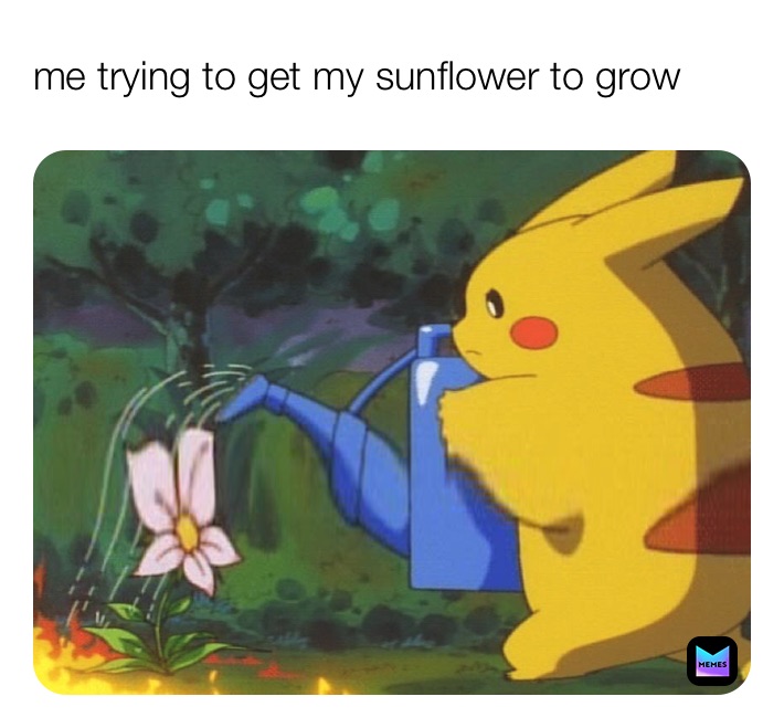 me trying to get my sunflower to grow