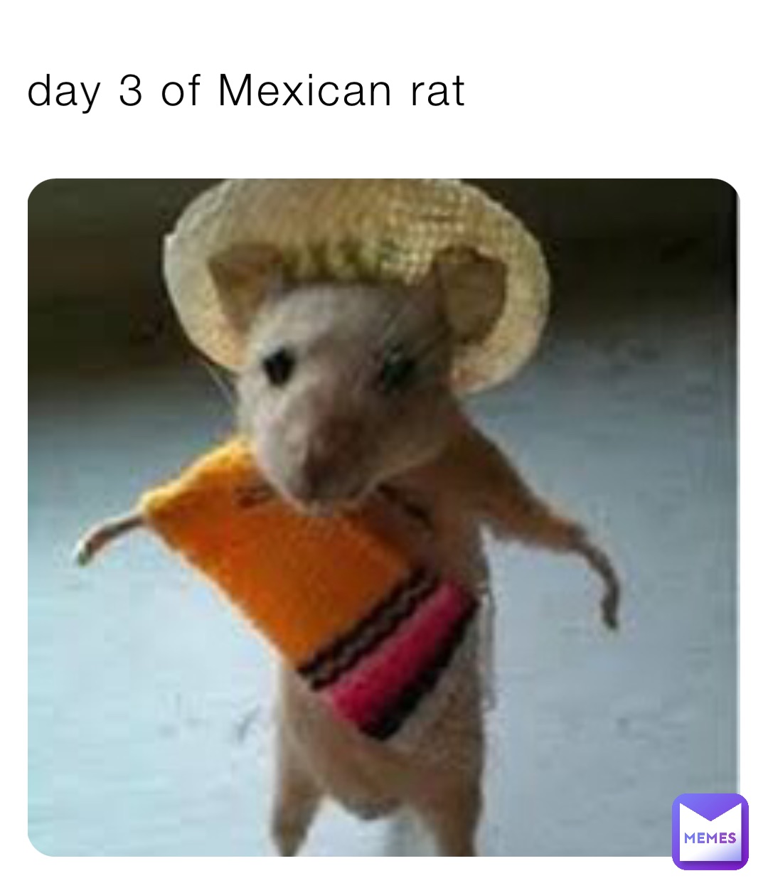 day 3 of Mexican rat