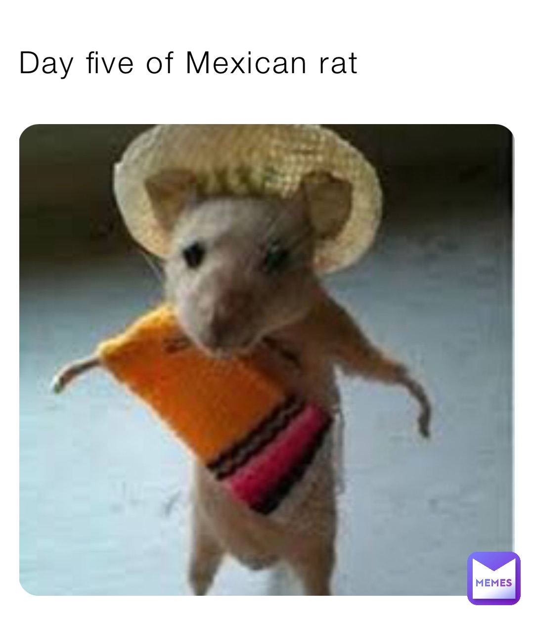 Day five of Mexican rat