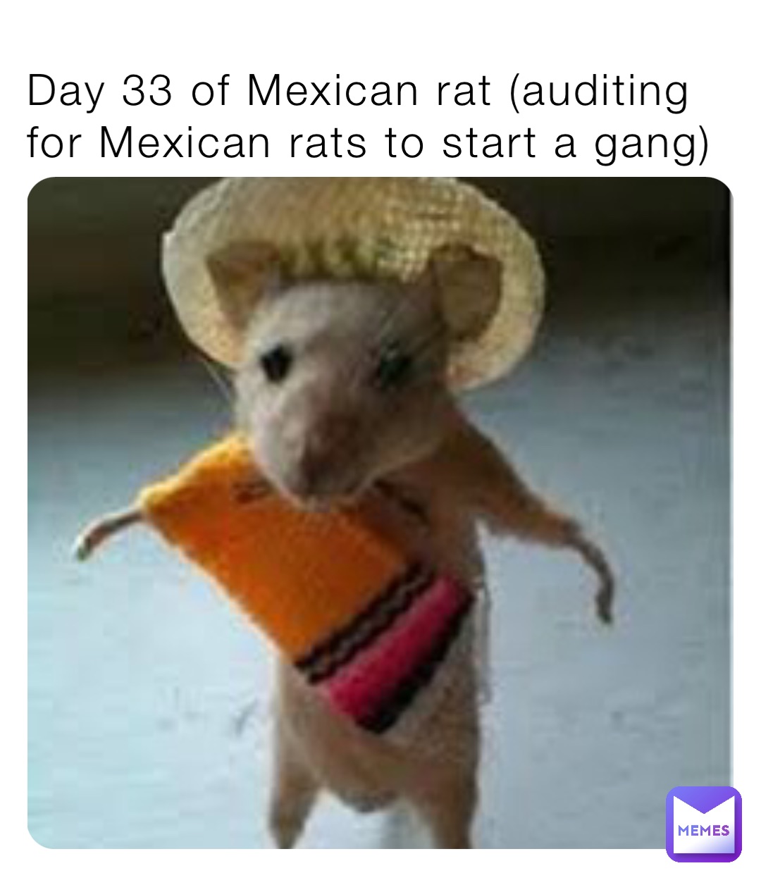 Day 33 of Mexican rat (auditing for Mexican rats to start a gang ...