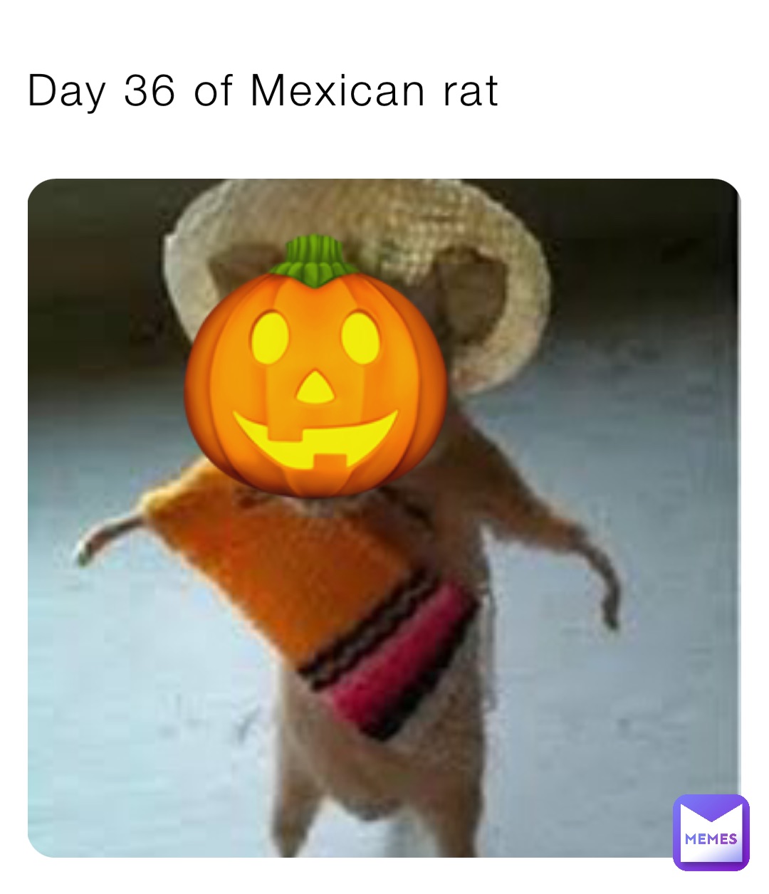 Day 36 of Mexican rat 🎃