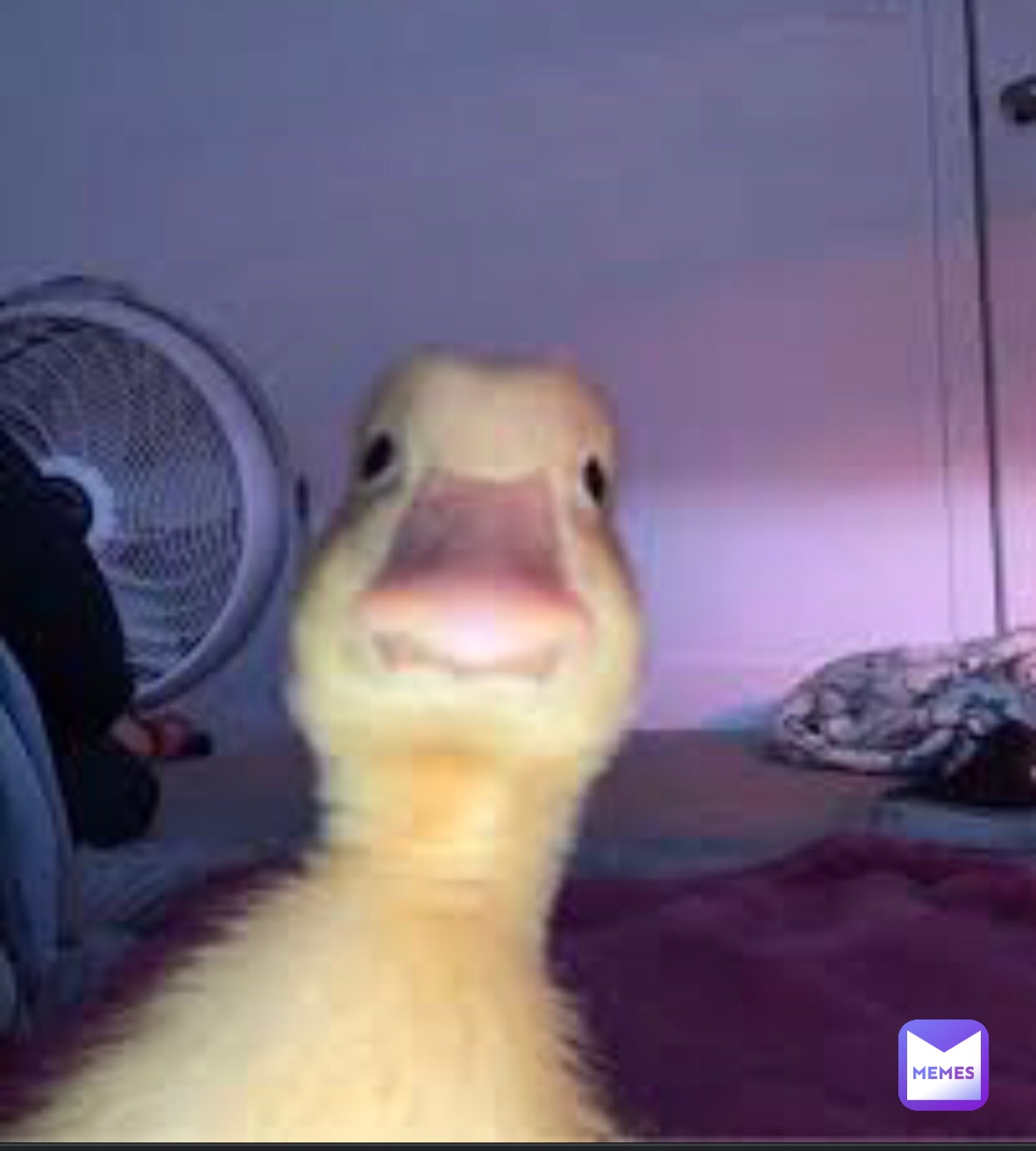 Meme by yourlocalduck_0