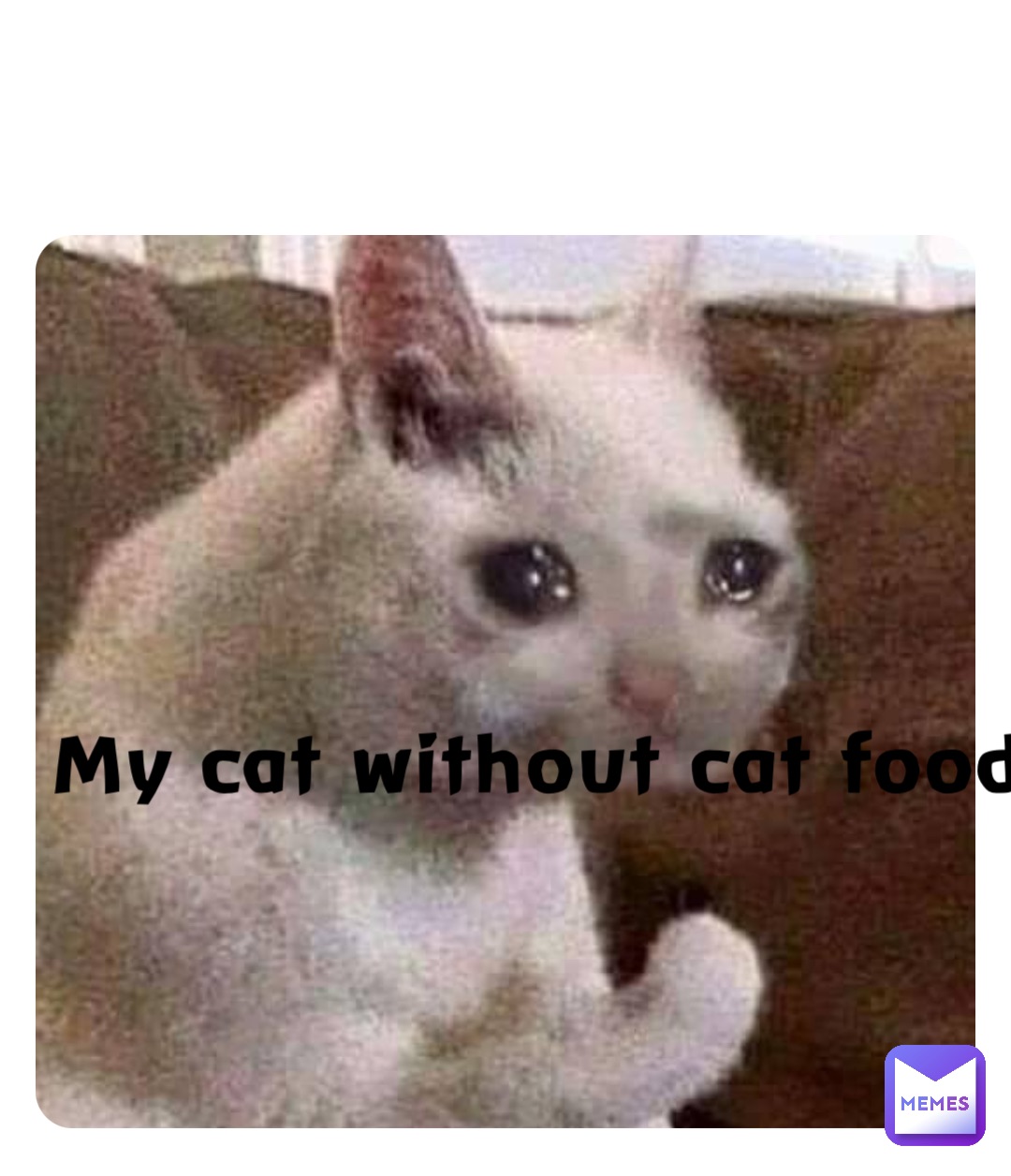 My cat without cat food