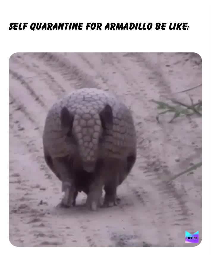 #animalmemes  #quarantine  #covid19