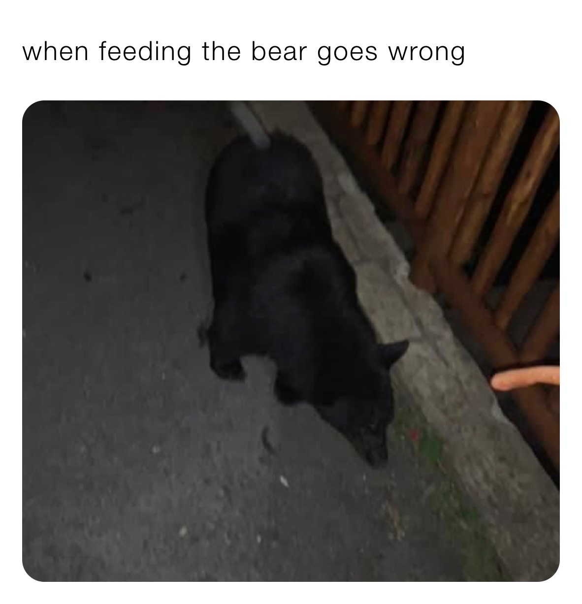 when feeding the bear goes wrong