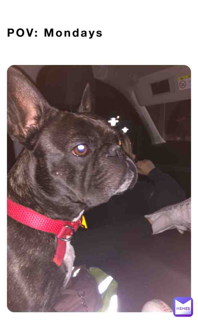 This is my 🐶