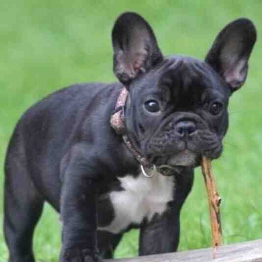 My dog when he was young 😚