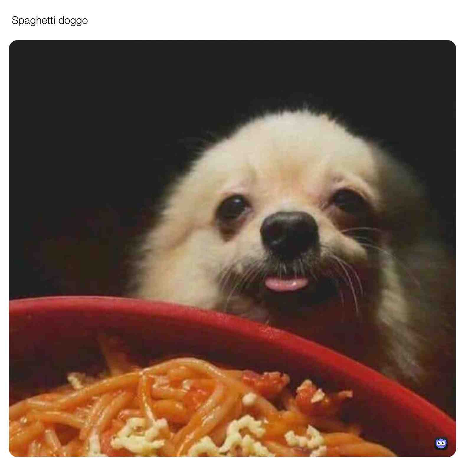 #dumbmemes #dog #idk #dumbmemes