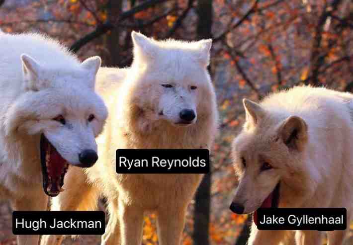 Flashback. #meme #flashback #hughjackman #jakegyllenhaal #ryanreynolds