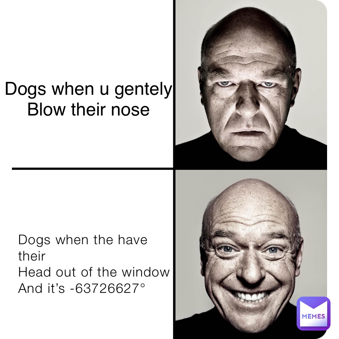 Dogs when the have their
Head out of the window 
And it’s -63726627° Dogs when u gentely
Blow their nose