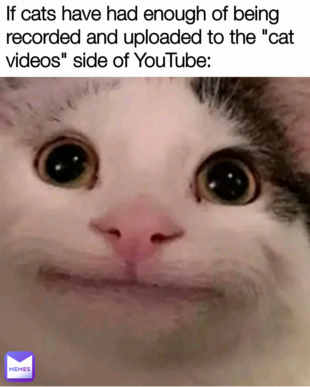 If cats have had enough of being recorded and uploaded to the "cat videos" side of YouTube: