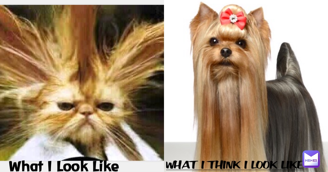What I Look Like What I Think I Look Like