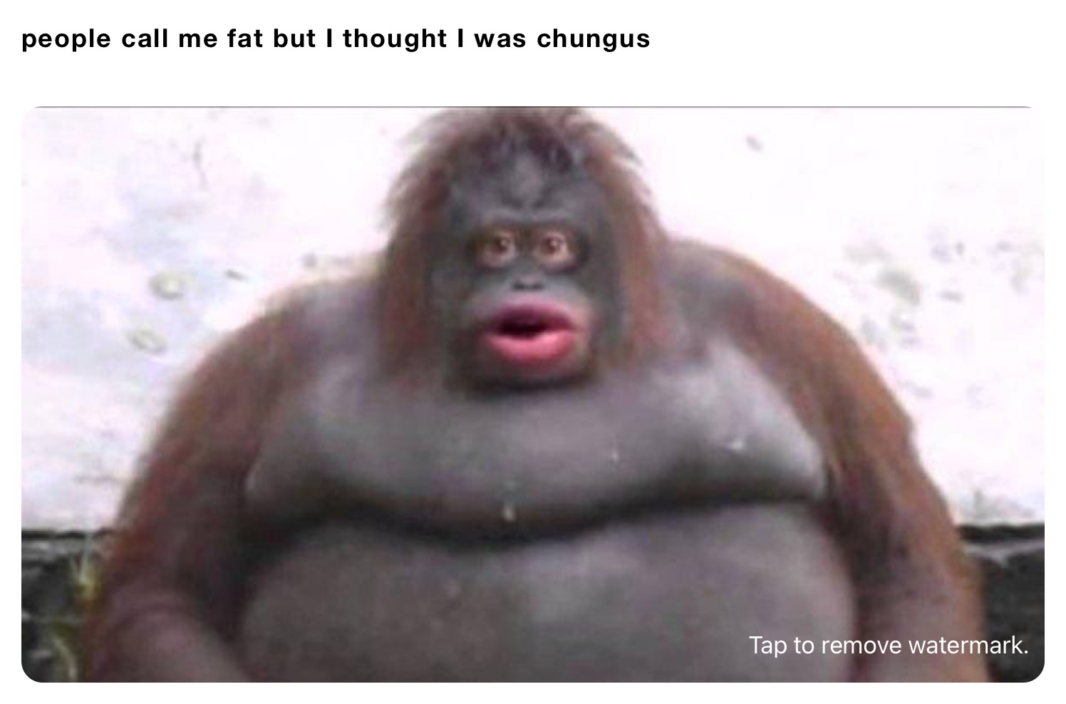 people call me fat but I thought I was chungus
