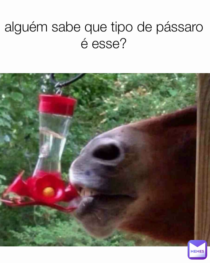 alguém sabe que tipo de pássaro é esse? zuerobr