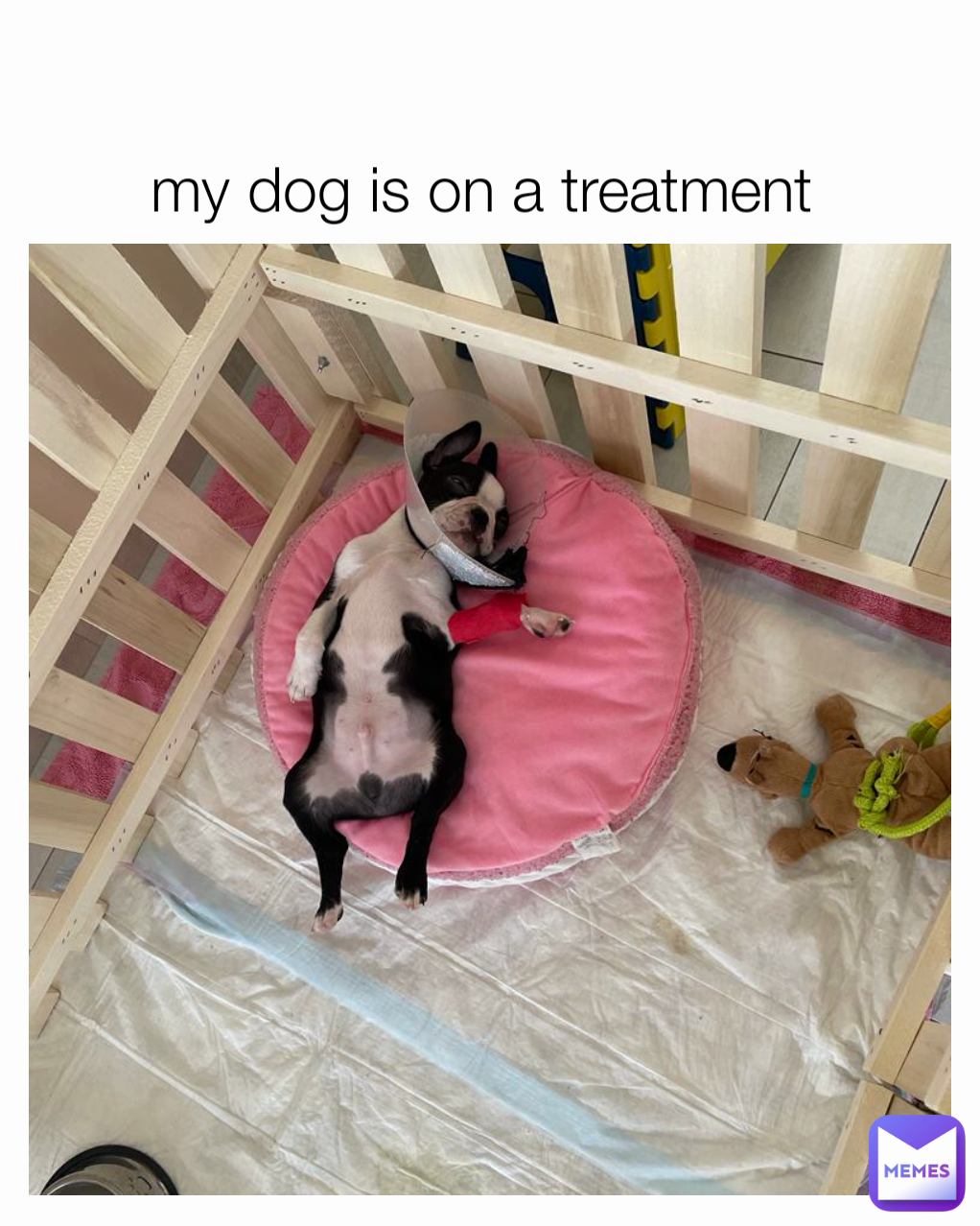my dog is on a treatment
